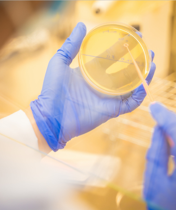retrato do caso do vietname Técnico de laboratorio sosteniendo una placa de Petri con cultivo bacteriano, usando guantes de nitrilo